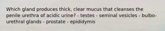 Which gland produces thick, clear mucus that cleanses the penile urethra of acidic urine? - testes - seminal vesicles - bulbo-urethral glands - prostate - epididymis