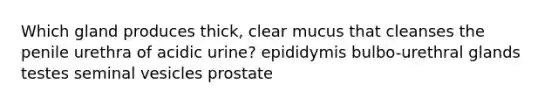 Which gland produces thick, clear mucus that cleanses the penile urethra of acidic urine? epididymis bulbo-urethral glands testes seminal vesicles prostate