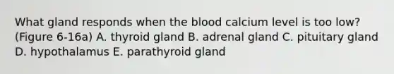 What gland responds when the blood calcium level is too low? (Figure 6-16a) A. thyroid gland B. adrenal gland C. pituitary gland D. hypothalamus E. parathyroid gland