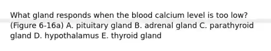 What gland responds when the blood calcium level is too low? (Figure 6-16a) A. pituitary gland B. adrenal gland C. parathyroid gland D. hypothalamus E. thyroid gland