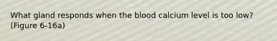 What gland responds when the blood calcium level is too low? (Figure 6-16a)