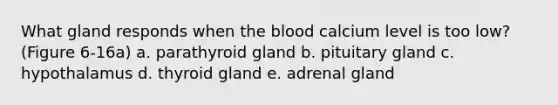 What gland responds when the blood calcium level is too low? (Figure 6-16a) a. parathyroid gland b. pituitary gland c. hypothalamus d. thyroid gland e. adrenal gland