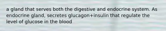 a gland that serves both the digestive and endocrine system. As endocrine gland, secretes glucagon+insulin that regulate the level of glucose in the blood