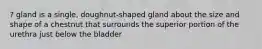 ? gland is a single, doughnut-shaped gland about the size and shape of a chestnut that surrounds the superior portion of the urethra just below the bladder