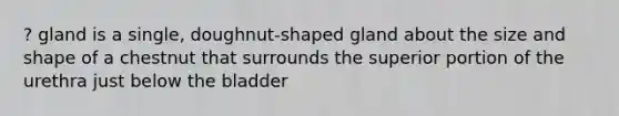 ? gland is a single, doughnut-shaped gland about the size and shape of a chestnut that surrounds the superior portion of the urethra just below the bladder