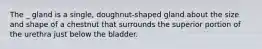 The _ gland is a single, doughnut-shaped gland about the size and shape of a chestnut that surrounds the superior portion of the urethra just below the bladder.