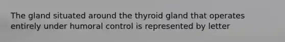 The gland situated around the thyroid gland that operates entirely under humoral control is represented by letter