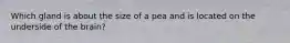 Which gland is about the size of a pea and is located on the underside of the brain?