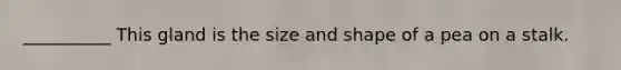 __________ This gland is the size and shape of a pea on a stalk.