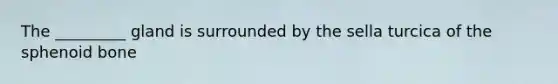 The _________ gland is surrounded by the sella turcica of the sphenoid bone