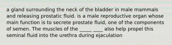 a gland surrounding the neck of the bladder in male mammals and releasing prostatic fluid. is a male reproductive organ whose main function is to secrete prostate fluid, one of the components of semen. The muscles of the _____ ____ also help propel this seminal fluid into the urethra during ejaculation