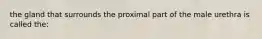 the gland that surrounds the proximal part of the male urethra is called the: