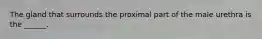 The gland that surrounds the proximal part of the male urethra is the ______.