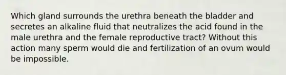 Which gland surrounds the urethra beneath the bladder and secretes an alkaline fluid that neutralizes the acid found in the male urethra and the female reproductive tract? Without this action many sperm would die and fertilization of an ovum would be impossible.