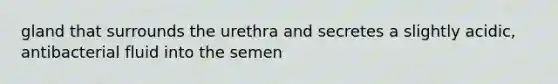 gland that surrounds the urethra and secretes a slightly acidic, antibacterial fluid into the semen