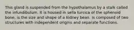 This gland is suspended from the hypothalamus by a stalk called the infundibulum. It is housed in sella turcica of the sphenoid bone, is the size and shape of a kidney bean. Is composed of two structures with independent origins and separate functions.