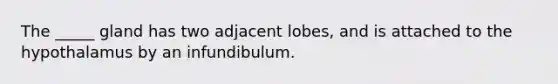 The _____ gland has two adjacent lobes, and is attached to the hypothalamus by an infundibulum.