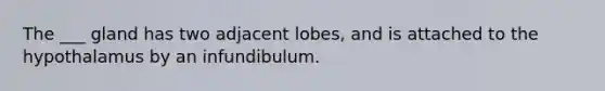 The ___ gland has two adjacent lobes, and is attached to the hypothalamus by an infundibulum.