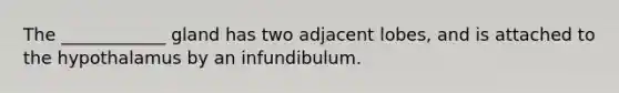 The ____________ gland has two adjacent lobes, and is attached to the hypothalamus by an infundibulum.