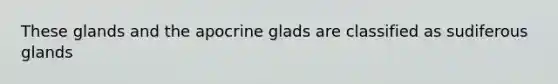 These glands and the apocrine glads are classified as sudiferous glands