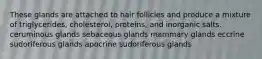 These glands are attached to hair follicles and produce a mixture of triglycerides, cholesterol, proteins, and inorganic salts. ceruminous glands sebaceous glands mammary glands eccrine sudoriferous glands apocrine sudoriferous glands