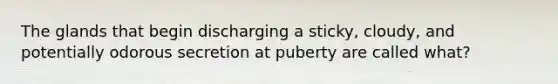 The glands that begin discharging a sticky, cloudy, and potentially odorous secretion at puberty are called what?