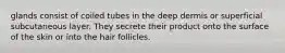 glands consist of coiled tubes in the deep dermis or superficial subcutaneous layer. They secrete their product onto the surface of the skin or into the hair follicles.