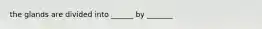 the glands are divided into ______ by _______