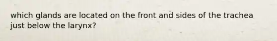 which glands are located on the front and sides of the trachea just below the larynx?