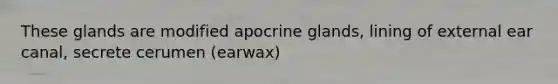 These glands are modified apocrine glands, lining of external ear canal, secrete cerumen (earwax)