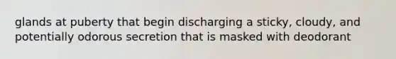 glands at puberty that begin discharging a sticky, cloudy, and potentially odorous secretion that is masked with deodorant