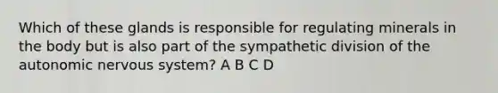 Which of these glands is responsible for regulating minerals in the body but is also part of the sympathetic division of the autonomic nervous system? A B C D