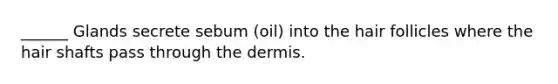 ______ Glands secrete sebum (oil) into the hair follicles where the hair shafts pass through <a href='https://www.questionai.com/knowledge/kEsXbG6AwS-the-dermis' class='anchor-knowledge'>the dermis</a>.