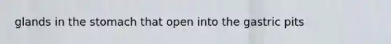 glands in the stomach that open into the gastric pits