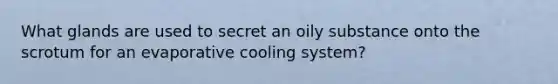 What glands are used to secret an oily substance onto the scrotum for an evaporative cooling system?