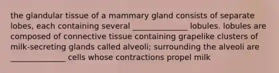 the glandular tissue of a mammary gland consists of separate lobes, each containing several ______________ lobules. lobules are composed of connective tissue containing grapelike clusters of milk-secreting glands called alveoli; surrounding the alveoli are ______________ cells whose contractions propel milk