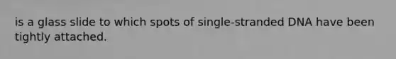 is a glass slide to which spots of single-stranded DNA have been tightly attached.