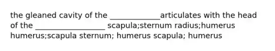 the gleaned cavity of the _____________articulates with the head of the __________________ scapula;sternum radius;humerus humerus;scapula sternum; humerus scapula; humerus