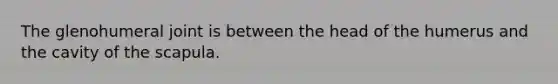 The glenohumeral joint is between the head of the humerus and the cavity of the scapula.