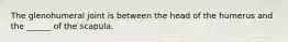 The glenohumeral joint is between the head of the humerus and the ______ of the scapula.