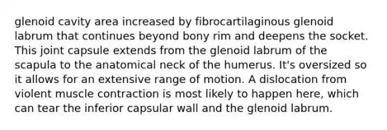 glenoid cavity area increased by fibrocartilaginous glenoid labrum that continues beyond bony rim and deepens the socket. This joint capsule extends from the glenoid labrum of the scapula to the anatomical neck of the humerus. It's oversized so it allows for an extensive range of motion. A dislocation from violent muscle contraction is most likely to happen here, which can tear the inferior capsular wall and the glenoid labrum.