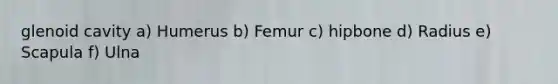 glenoid cavity a) Humerus b) Femur c) hipbone d) Radius e) Scapula f) Ulna