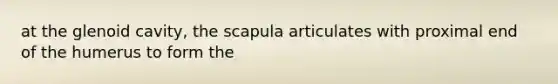 at the glenoid cavity, the scapula articulates with proximal end of the humerus to form the