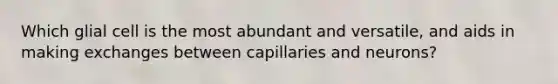 Which glial cell is the most abundant and versatile, and aids in making exchanges between capillaries and neurons?