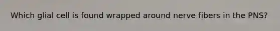 Which glial cell is found wrapped around nerve fibers in the PNS?