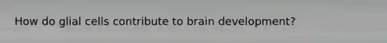 How do glial cells contribute to brain development?