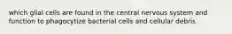 which glial cells are found in the central nervous system and function to phagocytize bacterial cells and cellular debris