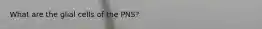 What are the glial cells of the PNS?