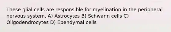 These glial cells are responsible for myelination in the peripheral nervous system. A) Astrocytes B) Schwann cells C) Oligodendrocytes D) Ependymal cells