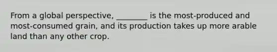 From a global perspective, ________ is the most-produced and most-consumed grain, and its production takes up more arable land than any other crop.